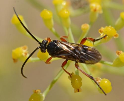 Réf. 273 705 : Microgastrinae inconnu